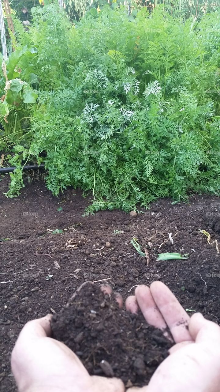 checking to see if the soil is ready for new crops