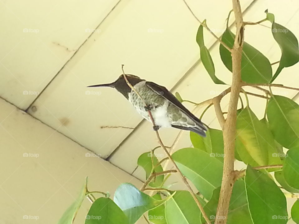 Hummingbird in Ficus Tree