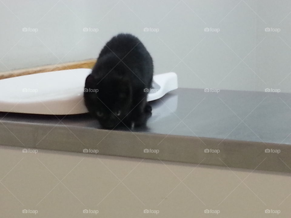 black cat on scale