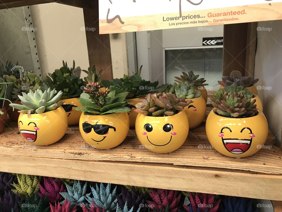 Emoji succulent 