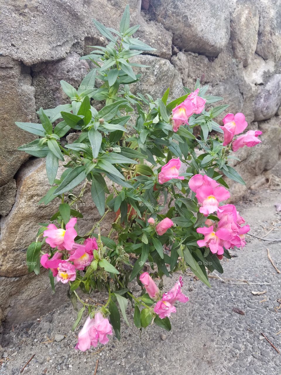 Flowers growing out of a stone wall