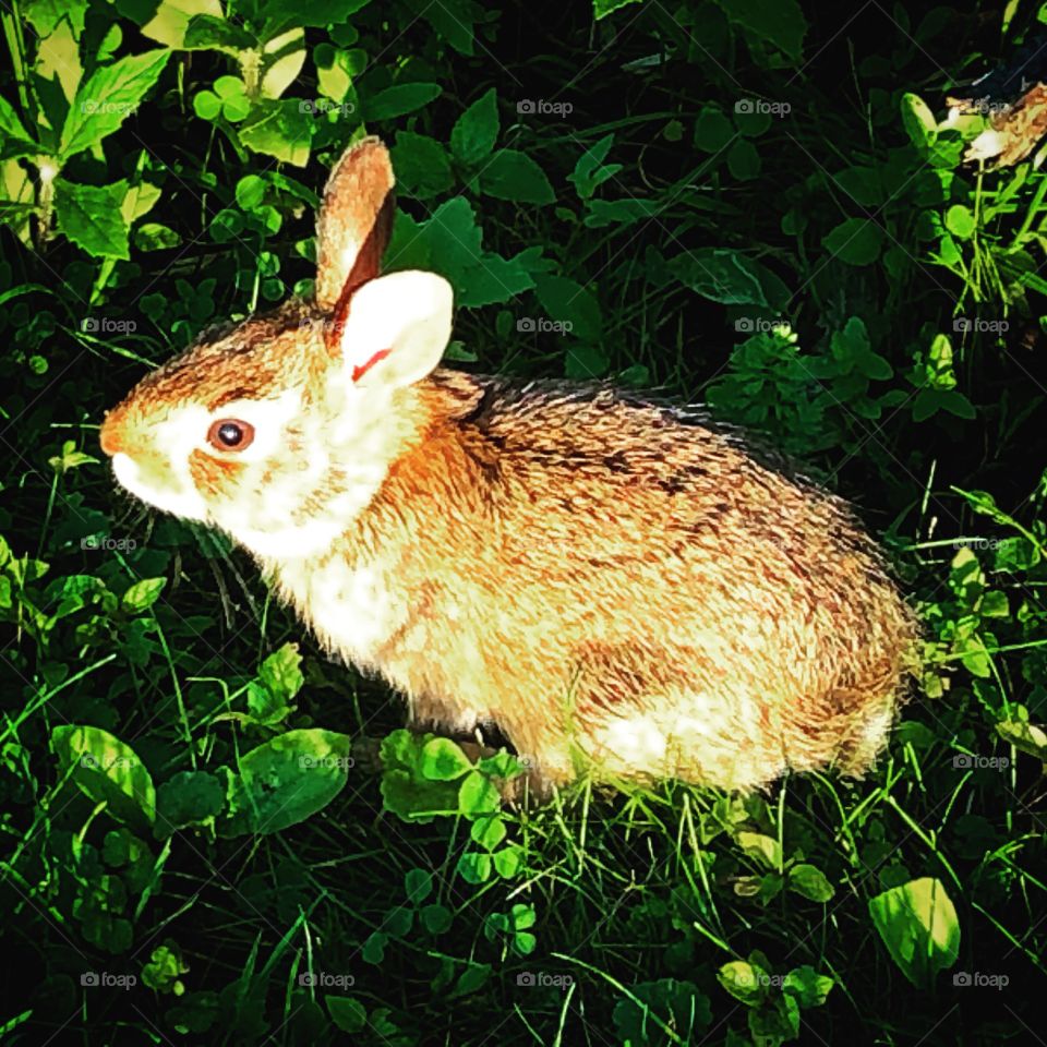 Bunny, Wakefield Lake
