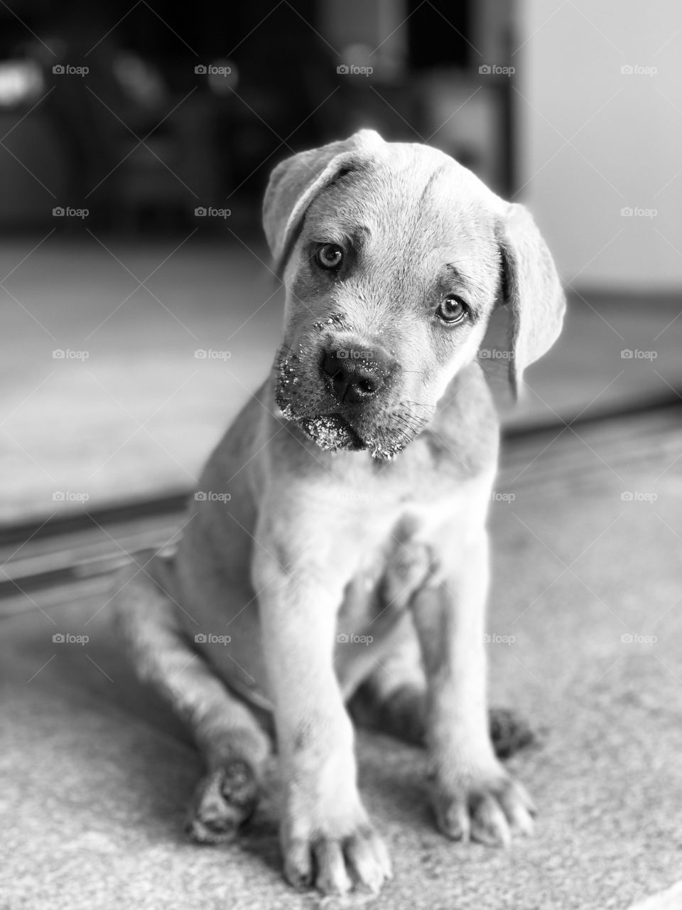 Cane Corso puppy. 