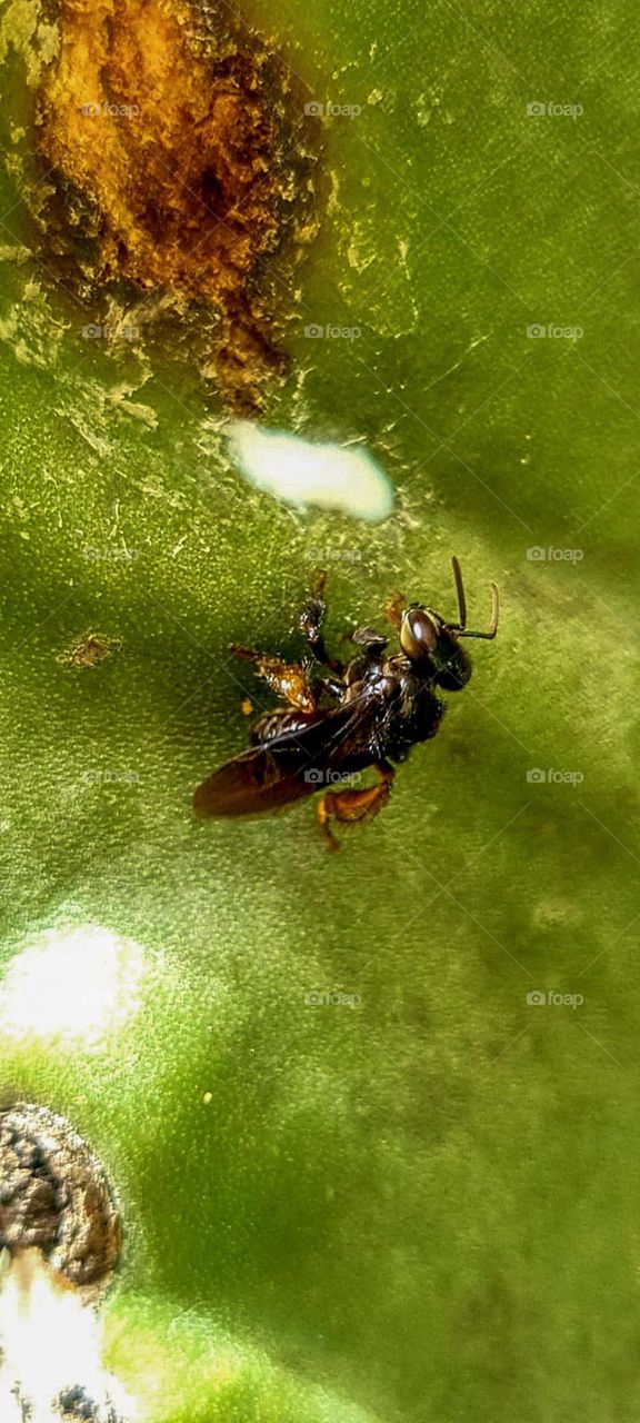 Manduri bee feeding on Cactus latex.
Abelha Manduri se alimentando do látex do Cactus.