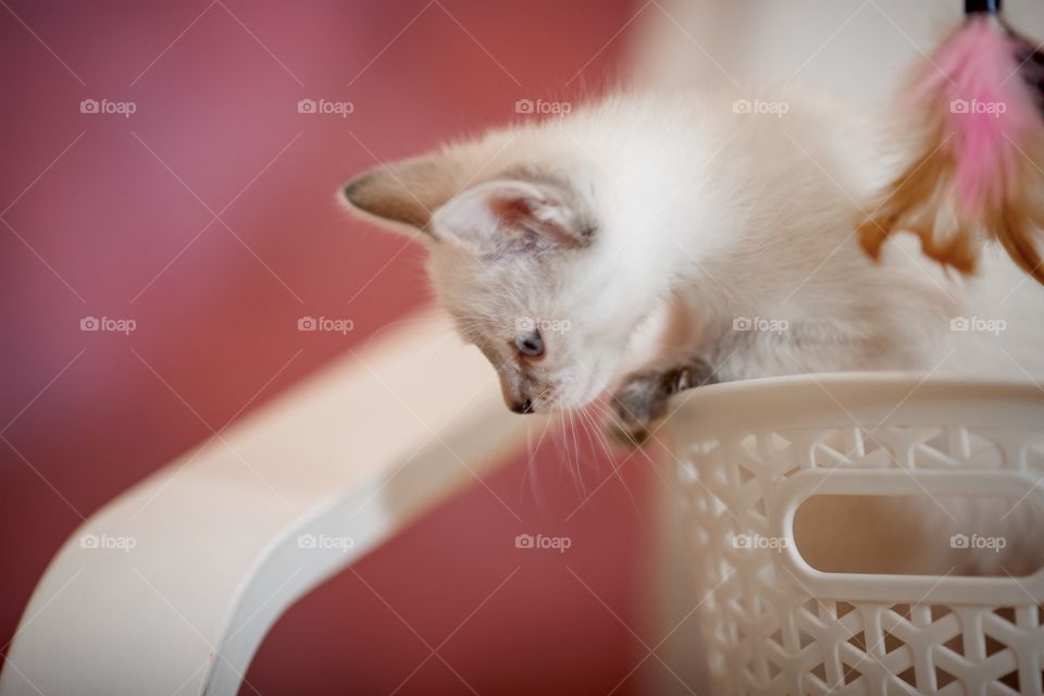 Little Tibet color-point kitten playing