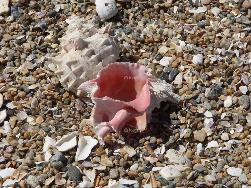 Two Murex shells showing pink interior 