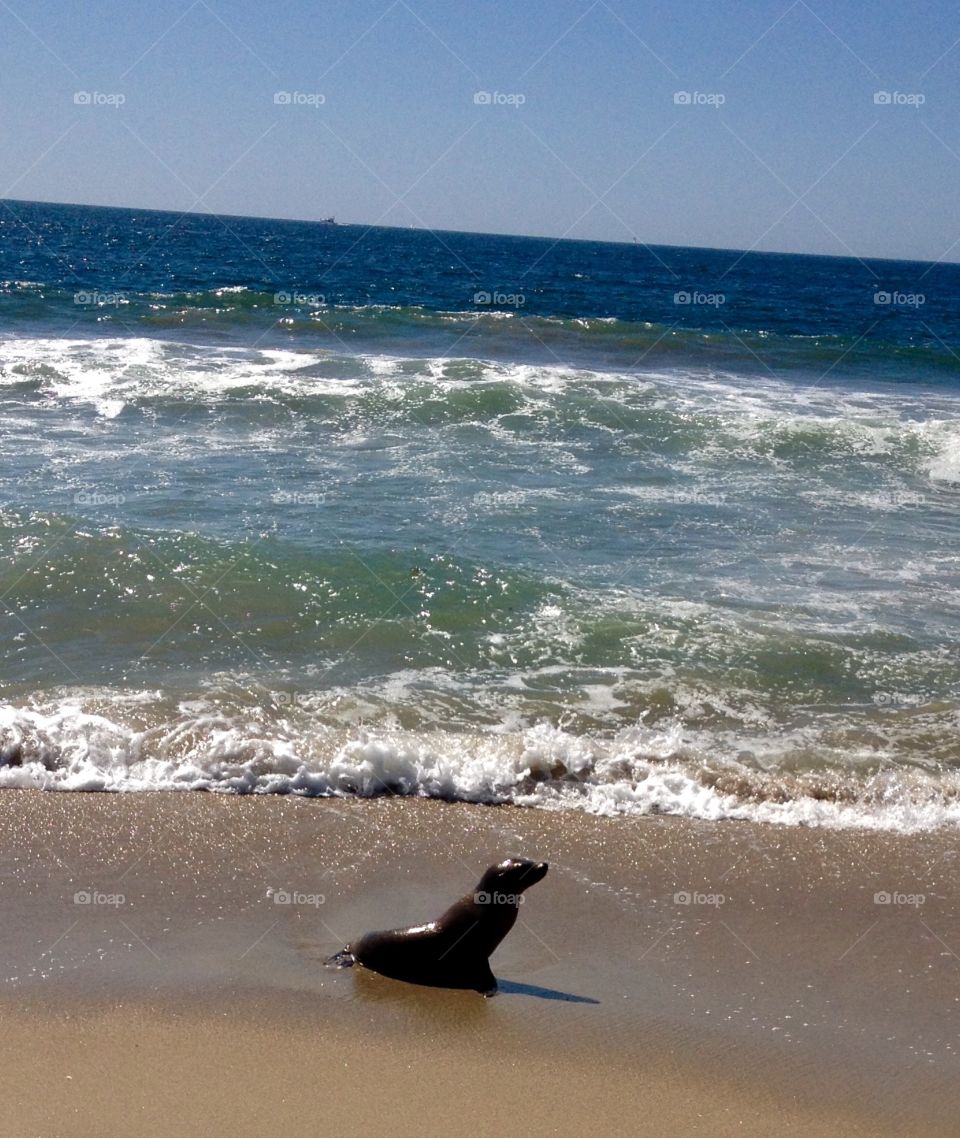 Seal. Seal on beach
