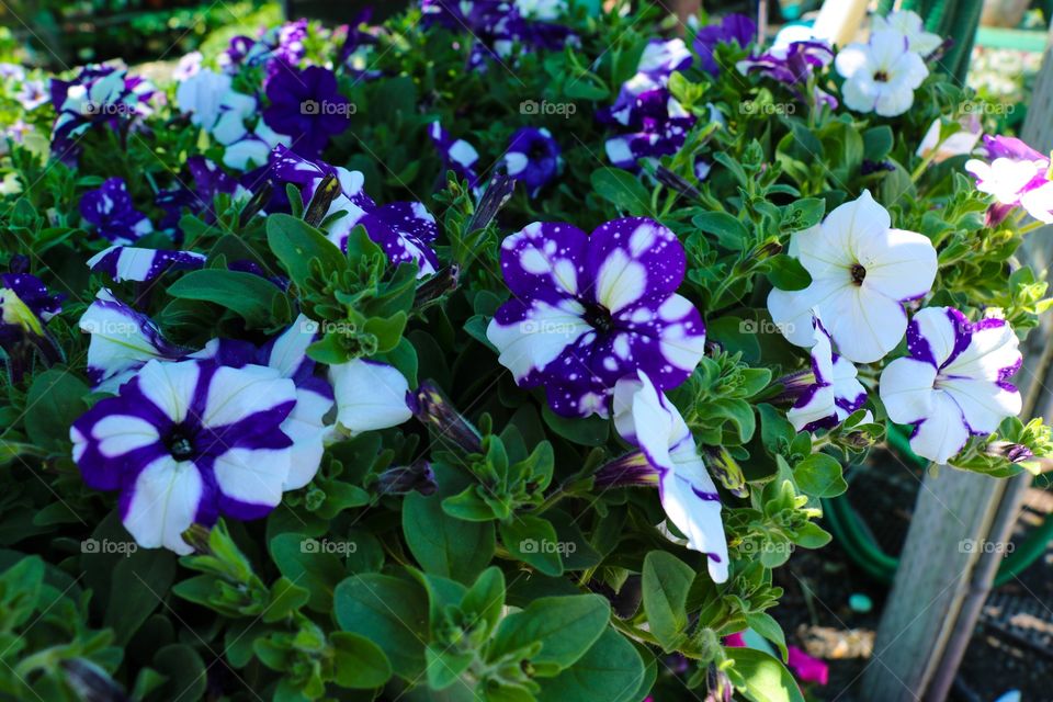 Night sky flowers