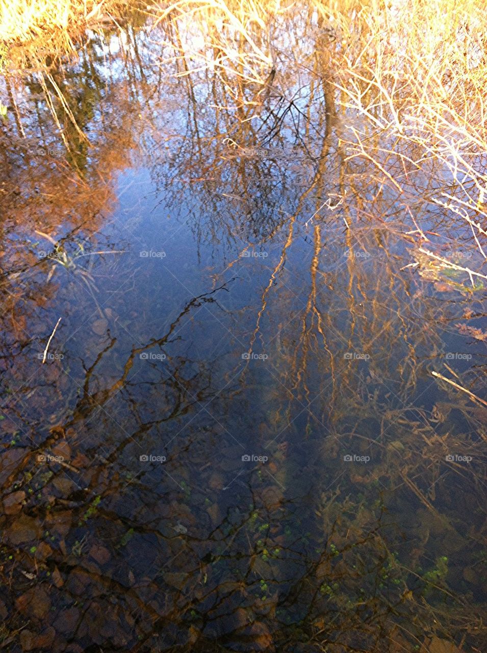 Pond Sunset