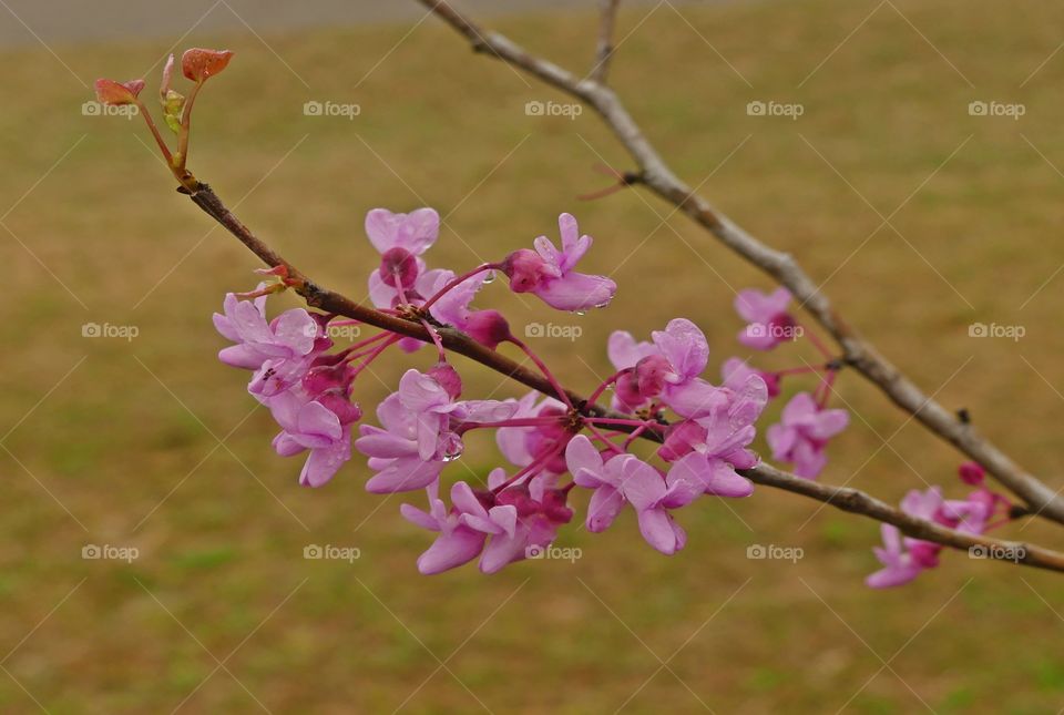First Signs of Spring - Beautiful pink blossoms with raindrops - The warmth along with occasional rainfall has stimulated growth of new leaves in many trees, plants and some flowers as well