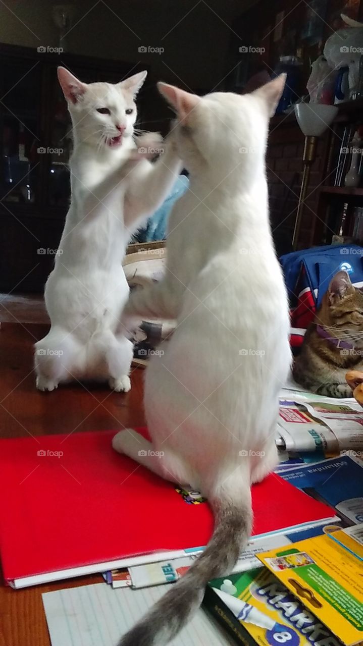 cat fight