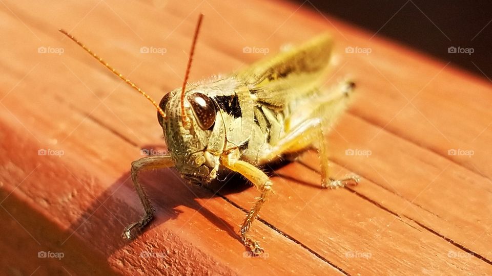 Grasshopper perspective pose