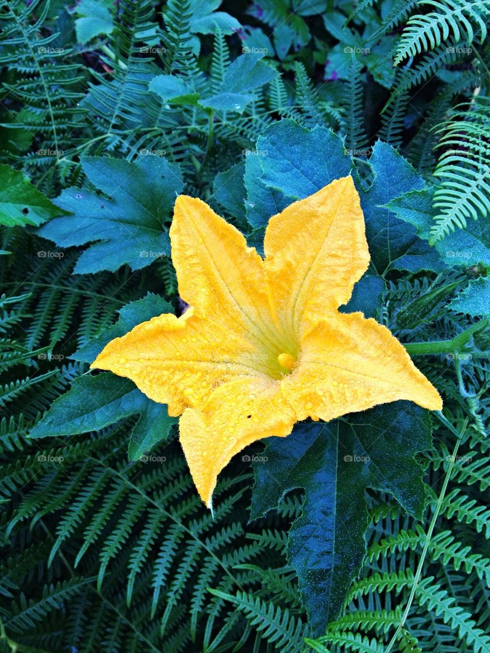 pumpkin flower