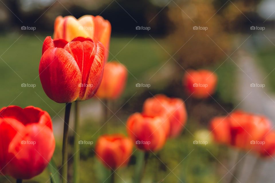 Field of tulips