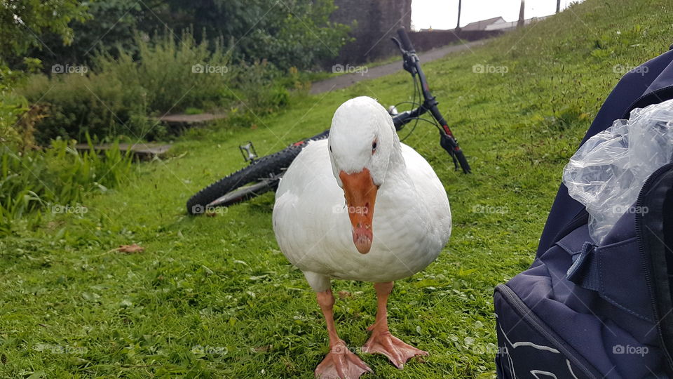 phylis the goose