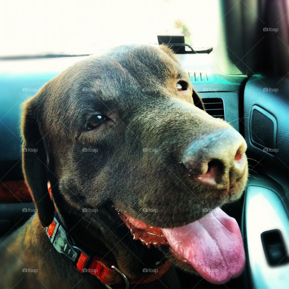 closeup dog brown tounge by tsiftsif