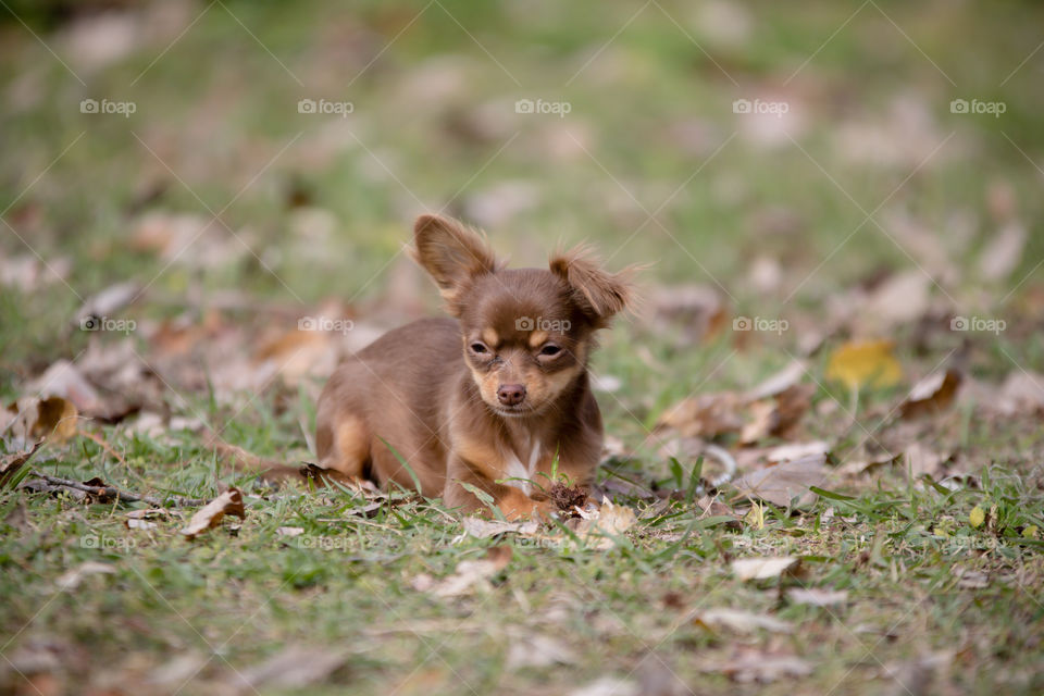 Chocolate Chihuahua Puppy laying down looking