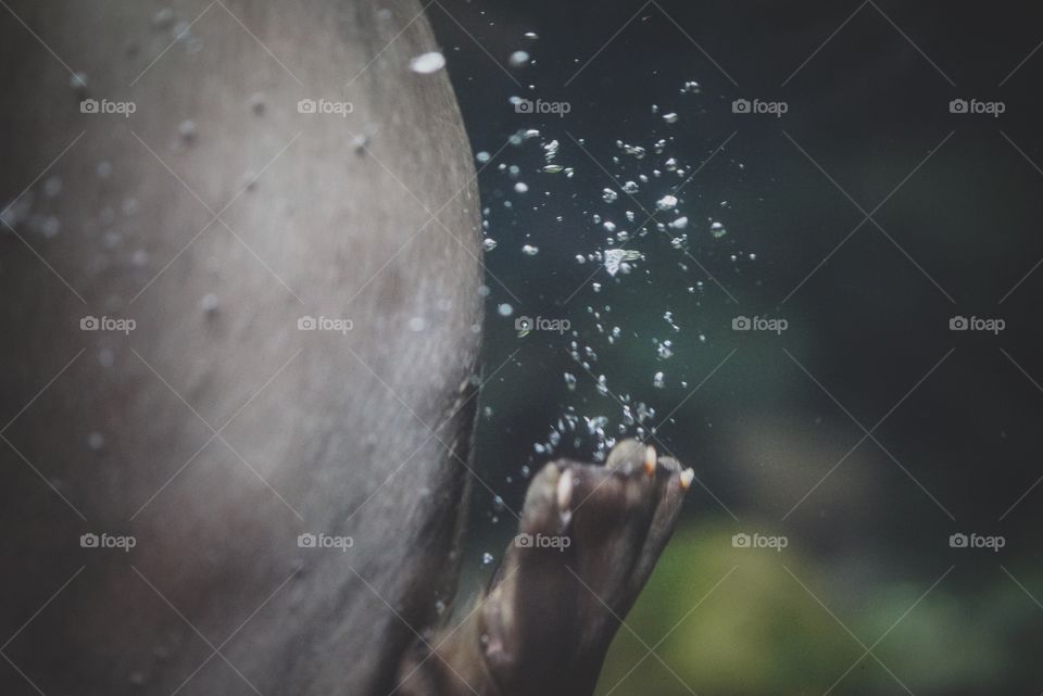 Close-up of seal swimming