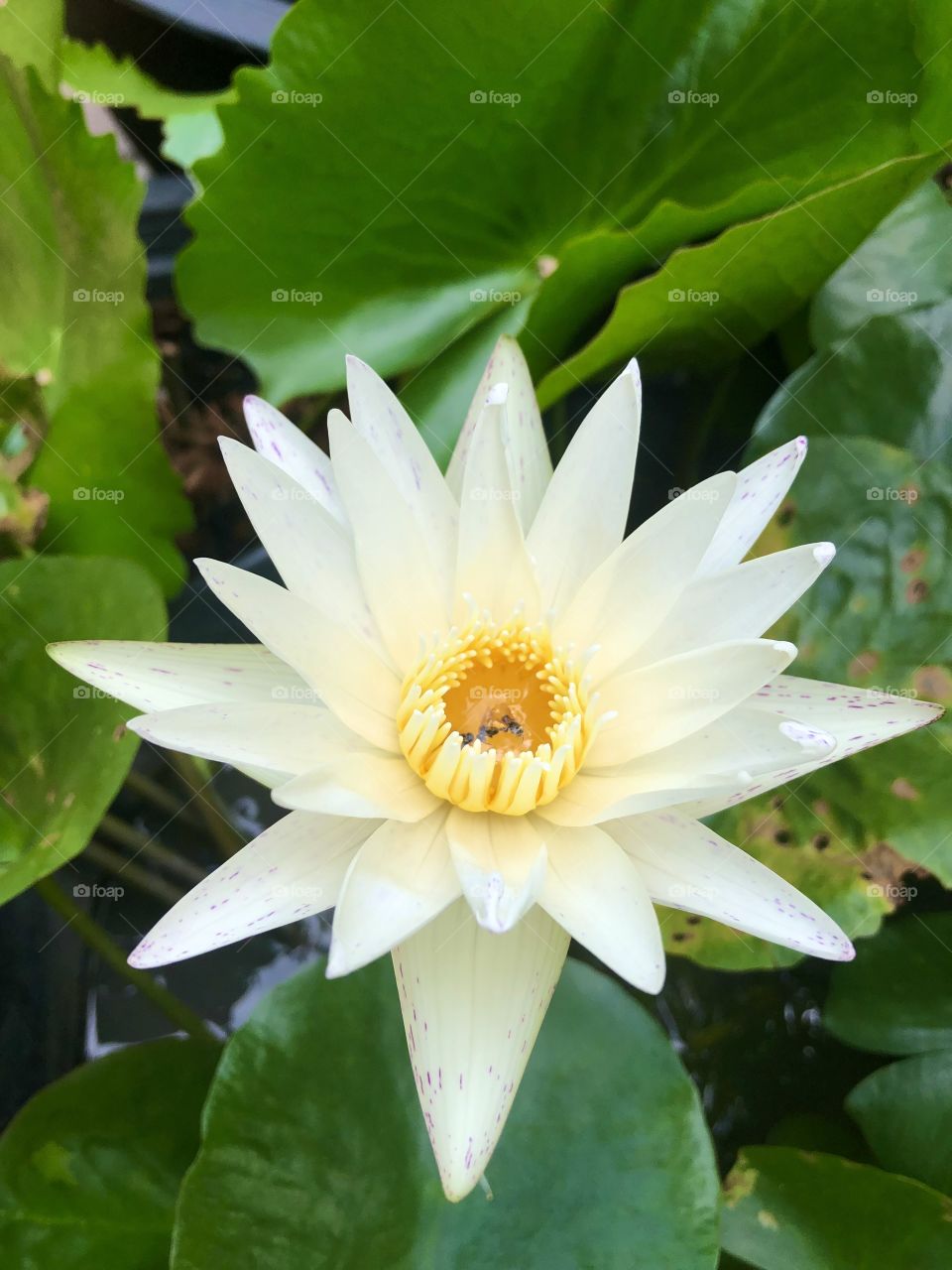 Flower # lotus # white is beautiful 
