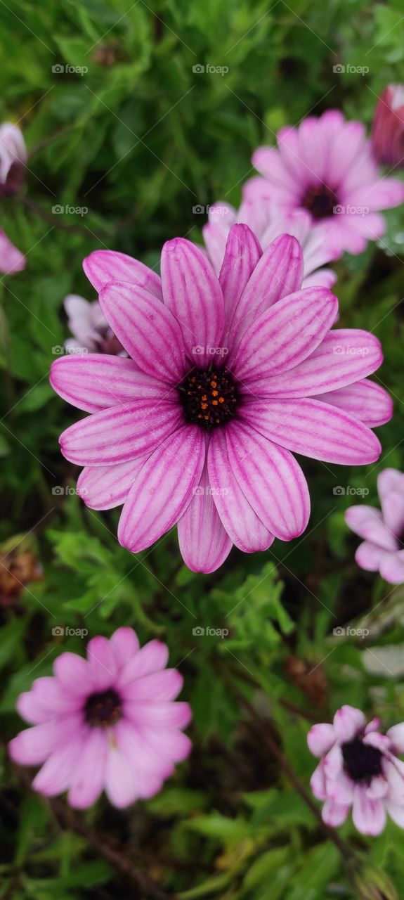 Macro Pink flower