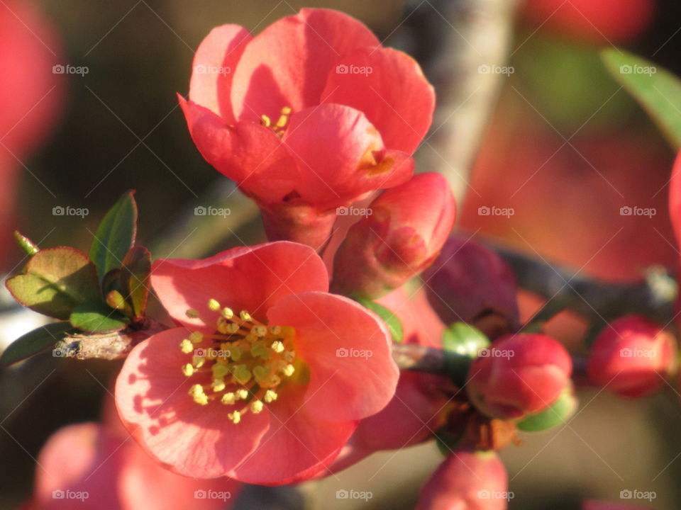 Spring blossoms on a Japanese Quince bush close up
