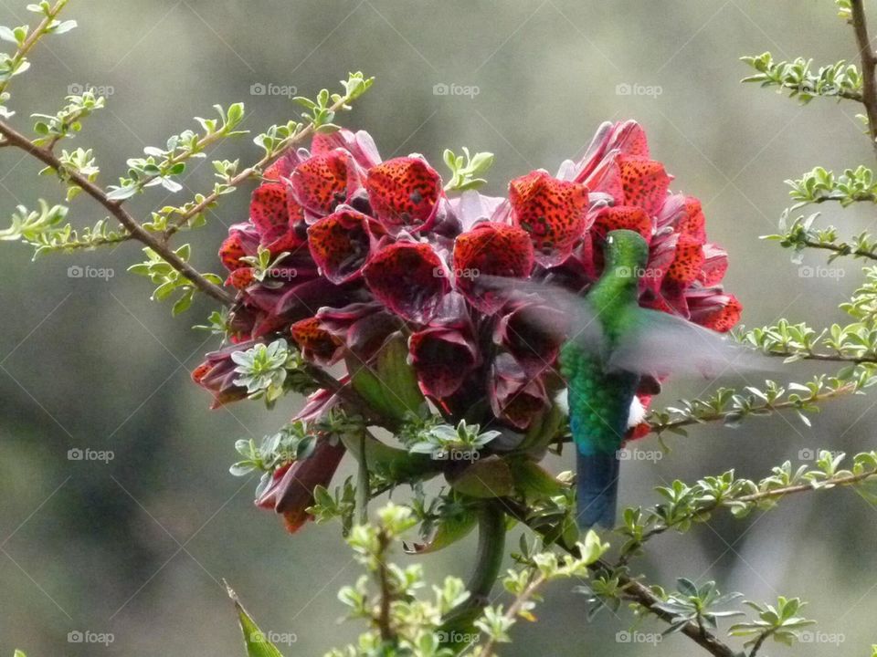 Humming bird and flower