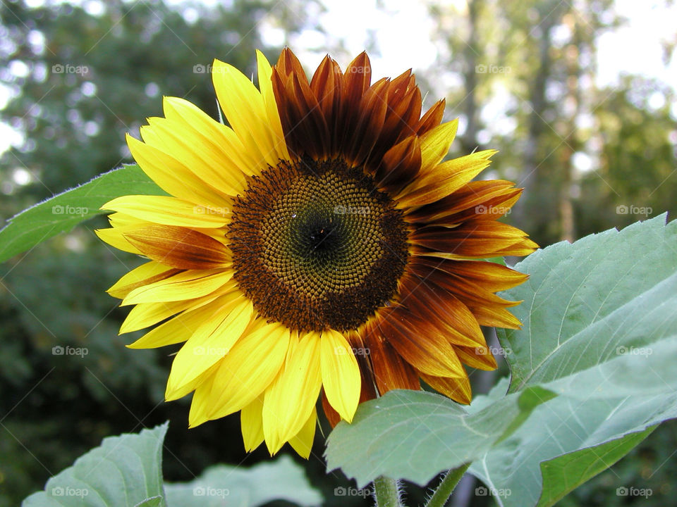 beautiful sunflower. brown yellow. garden. nykøbing sjælland by snutten