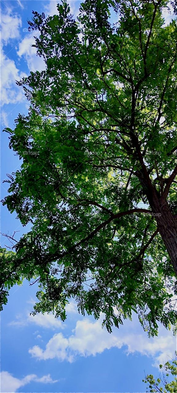This gigantic “Black Locust” tree has been growing in a garden in rural “Bavaria”, Germany for decades. Its lush green branches and leaves are reaching up high into the springtime sky. 2024. Hypnotic Productions