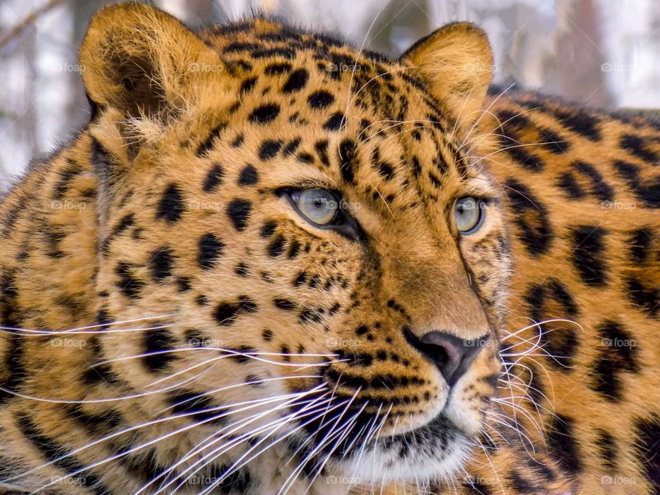 Far eastern leopard, or amur leopard, or east siberian leopard, or manchurian leopard. Now far eastern leopard is on the verge of extinction, it is the rarest among all leopard subspecies.