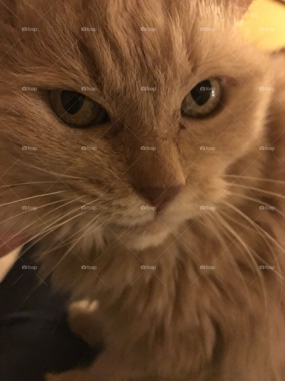 Closeup longhair cat face- tan