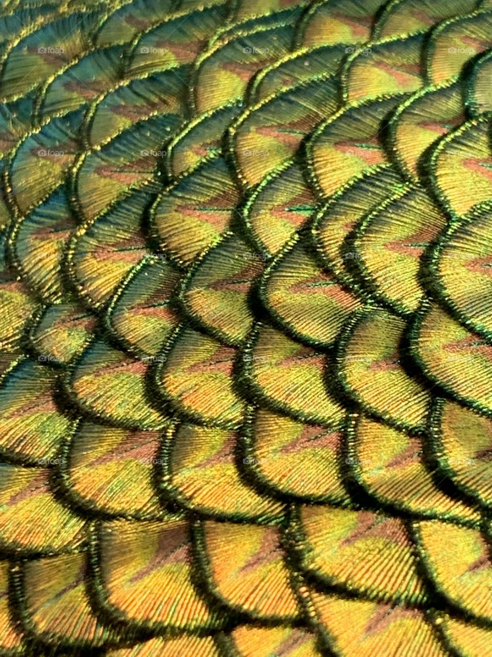 Peacock feathers 