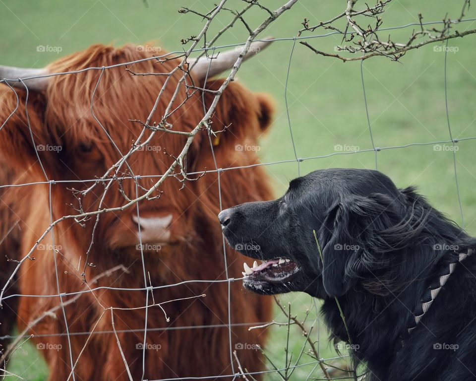 Animal encounter