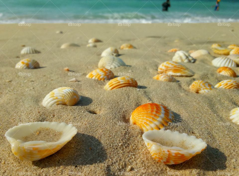 Beach, Sand, Seashore, Sea, Seashell