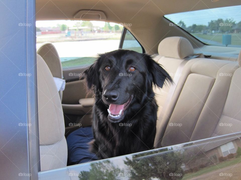 Dog in Car