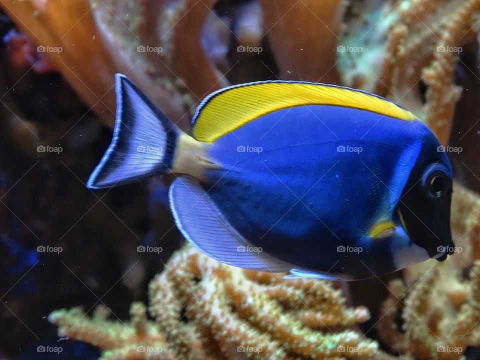 Beautiful blue tang fish