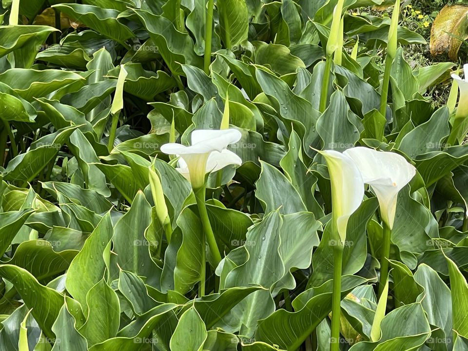 Alocasia in Yang Ming Shan 