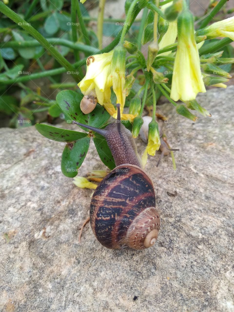 Snail