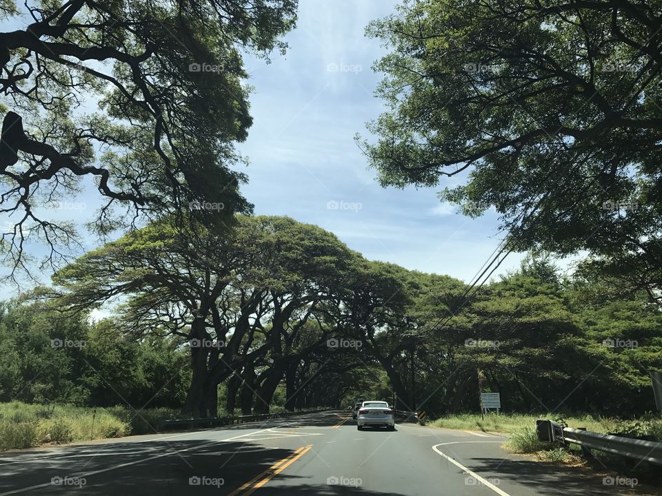 Road, Tree, No Person, Landscape, Guidance