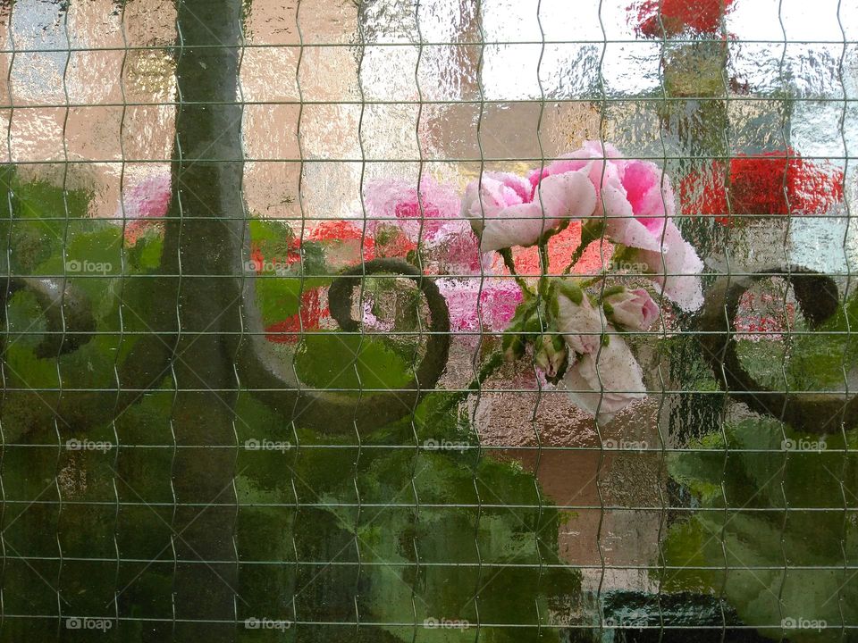 Blooming flowers Geranium behind the glass