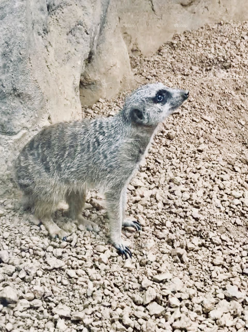A meerkat chilling and posing for pictures. 