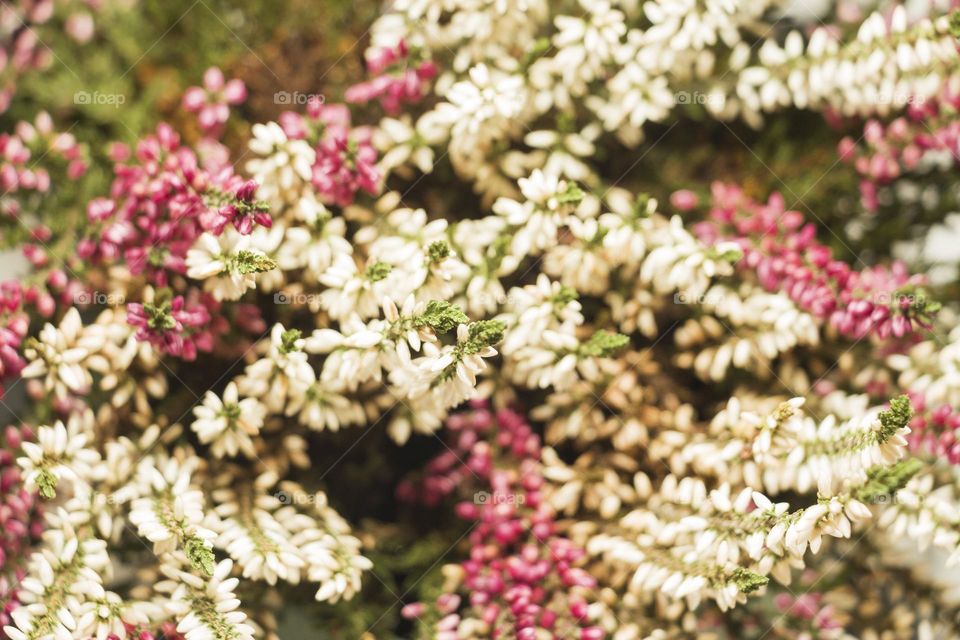 Beautiful flowers. Selective focus