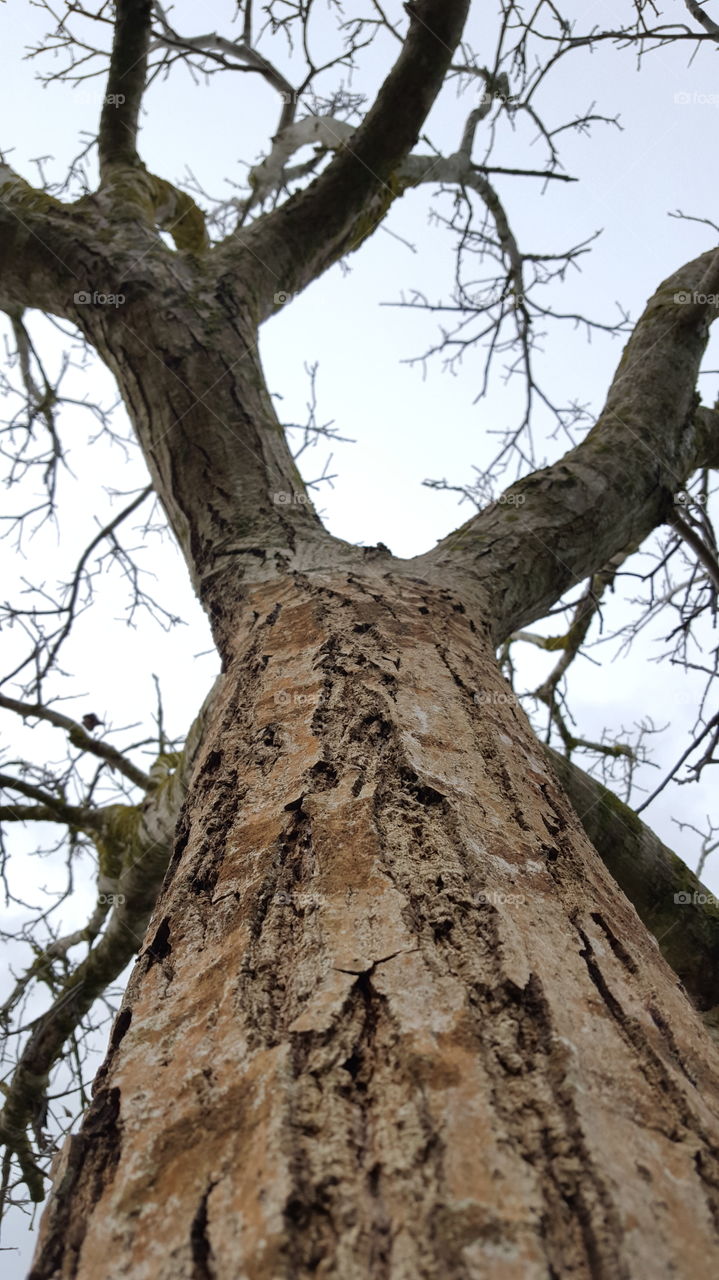 gray and leafless tree