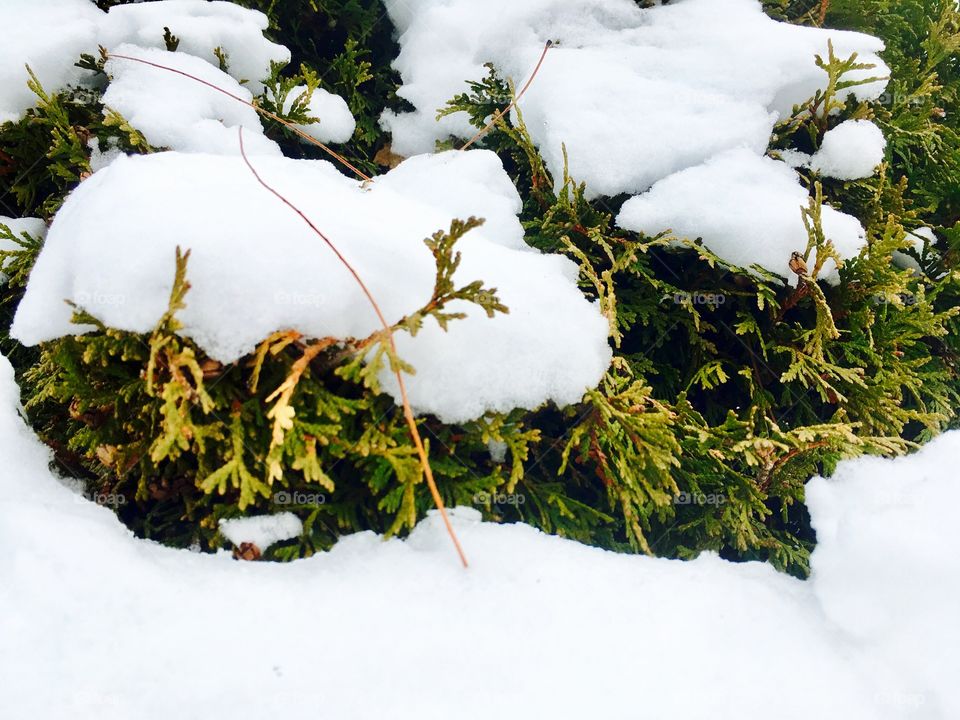 Directly above view of snow on plants