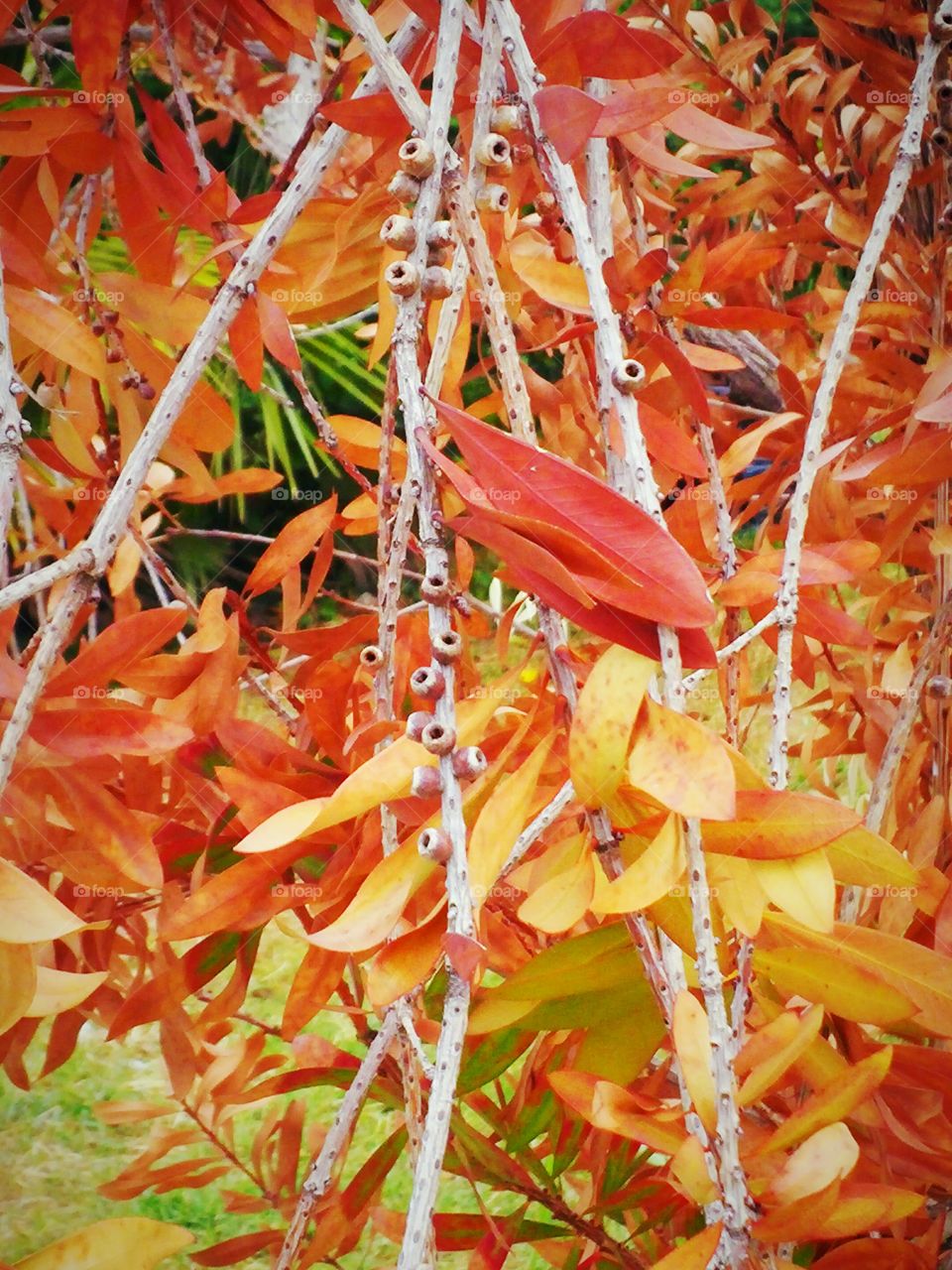 branches with holes