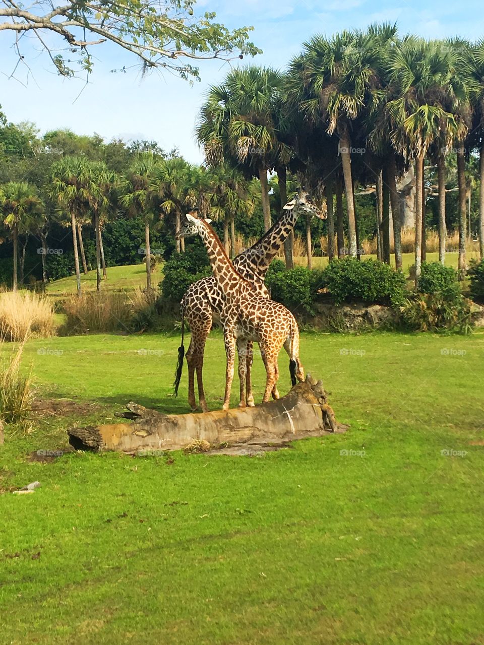 An older male Masai giraffe teaches a younger male Masai giraffe how to fight in a clearing 
