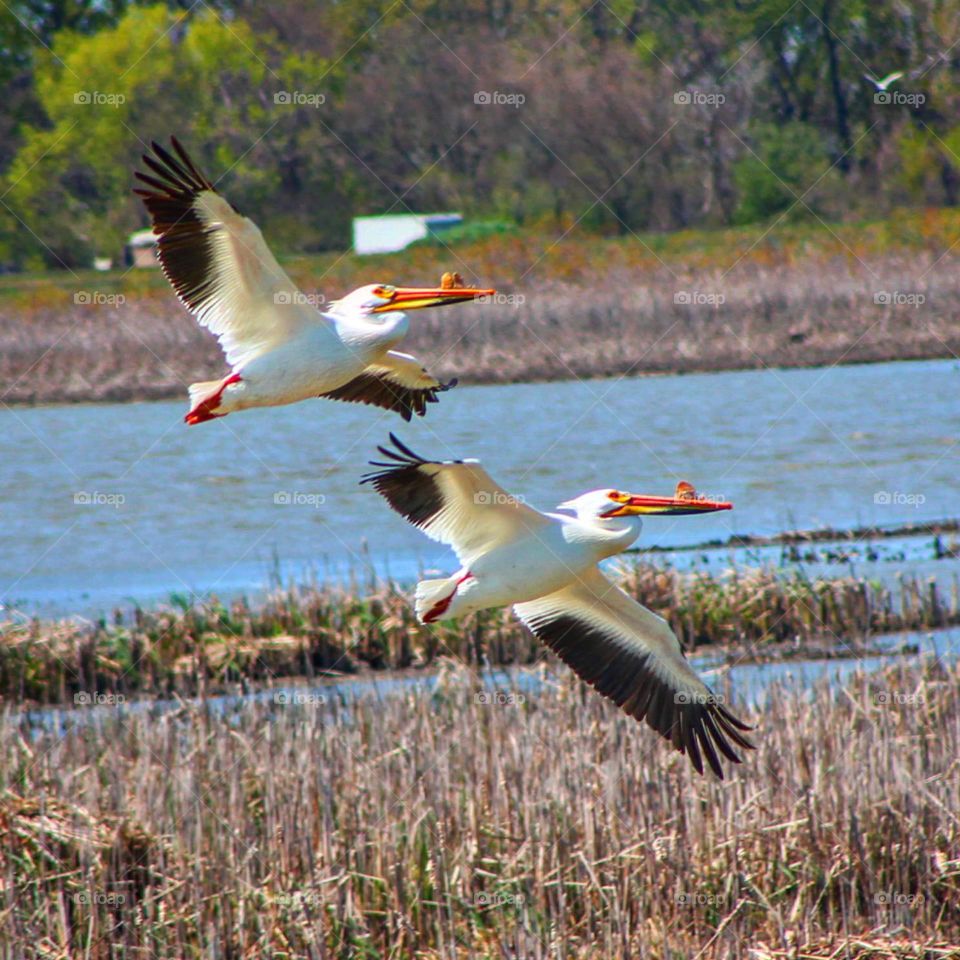 White Pelicans flying through to their next destination.