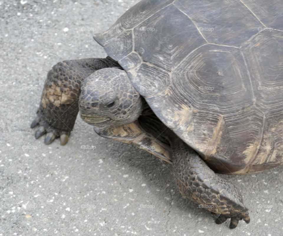 A closeup of a tortoise as he walks showing his face and his legs and claws 