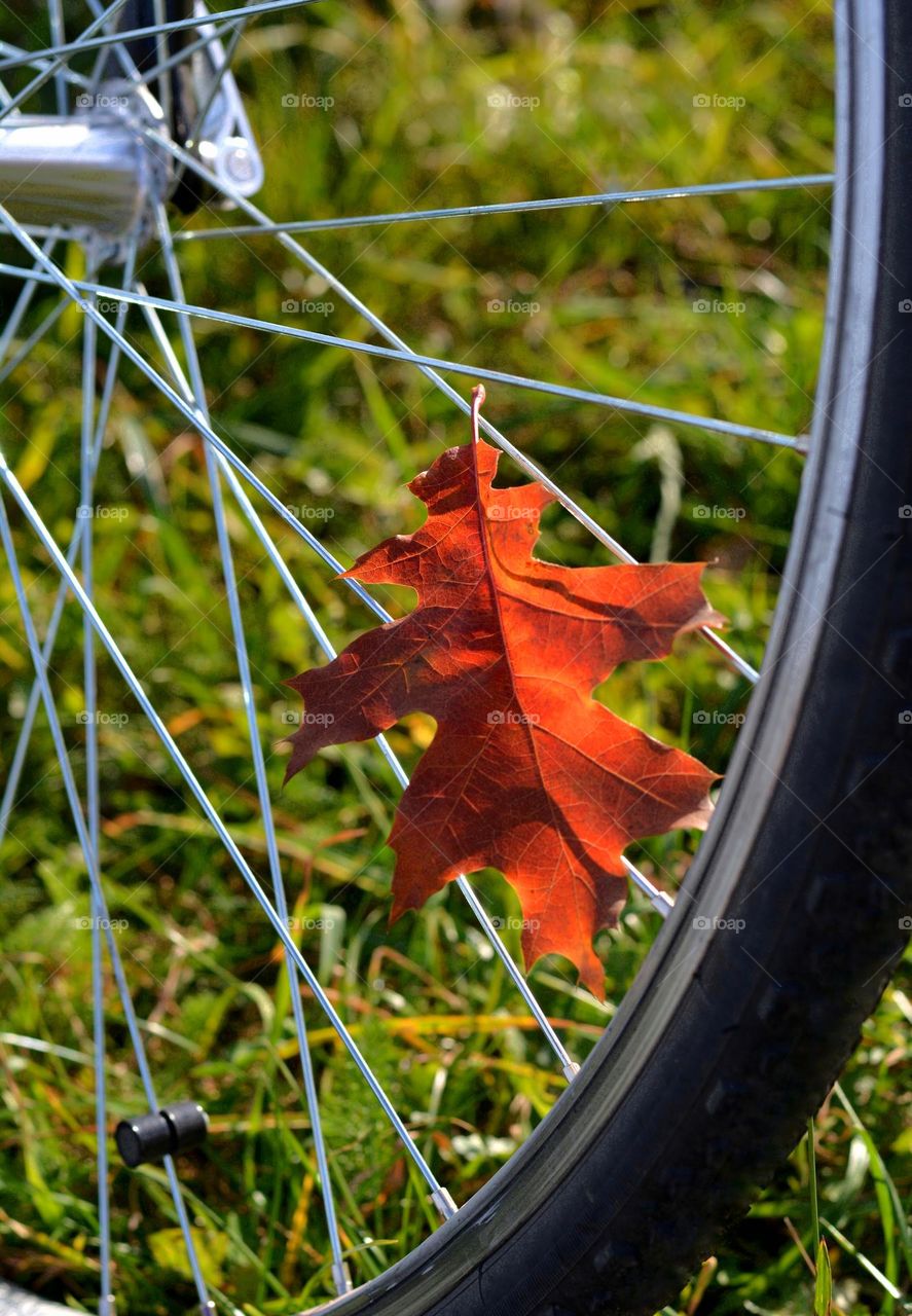 red leaf in bike wheel outside love autumn time