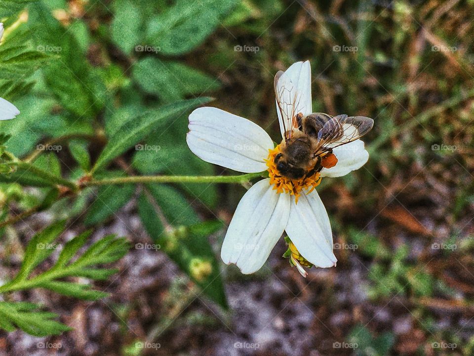 A bee collecting all it can a itty bitty flower