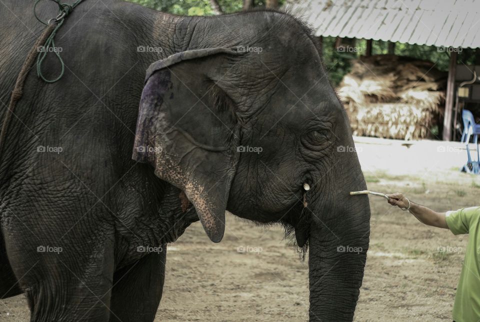 Thai Elephant Conservation Center